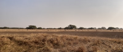 Brown grass under the gray sky
